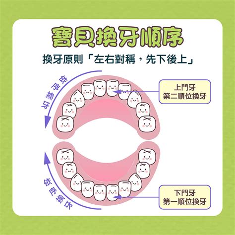 門牙掉了多久會長|換牙順序一次看！兒童換牙時間、注意事項、常見問題…